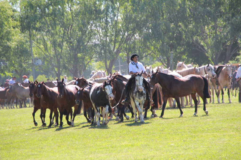 79th National Festival of Tradition 2018 in San Antonio de Areco ...